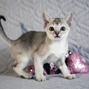 Minnie – Singapura femmina