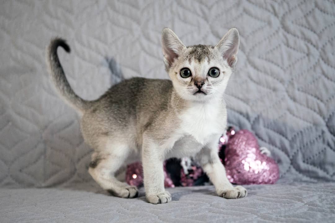 Minnie – Singapura femmina