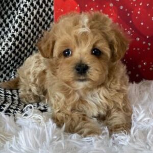 mudi – maltipoo maschio