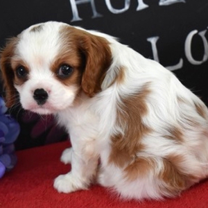 Nala – Cavalier King Charles Spaniel femmina