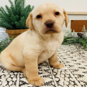 Nala – Labrador Retriever femmina
