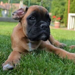 Nala – Boxer femmina