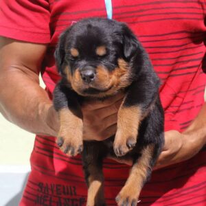 Clara – Rottweiler femmina