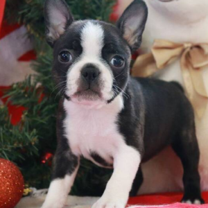 nora – boston terrier (femmina)