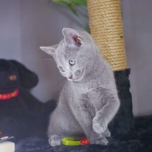 Noris – Blu di Russia maschio