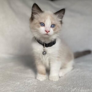 Odin – Ragdoll maschio