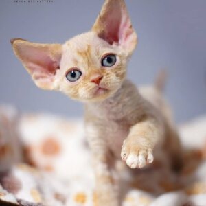 Oscar – Devon Rex maschio
