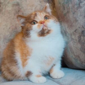 Patricia – British Shorthair femmina