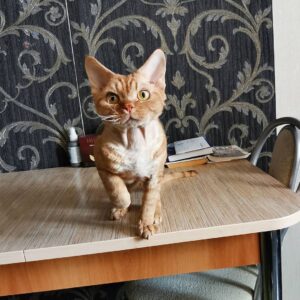penny – devon rex maschio