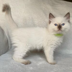 Pricillia – Ragdoll femmina