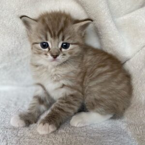Queenie – Ragdoll femmina