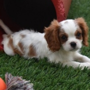 Reese – Cavalier King Charles Spaniel maschio