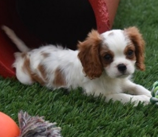 Reese – Cavalier King Charles Spaniel maschio