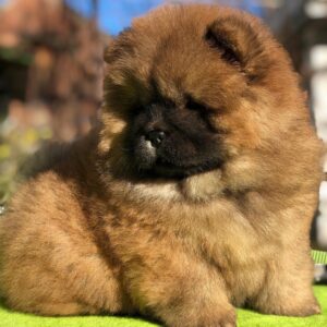 Rosie – Chow Chow femmina