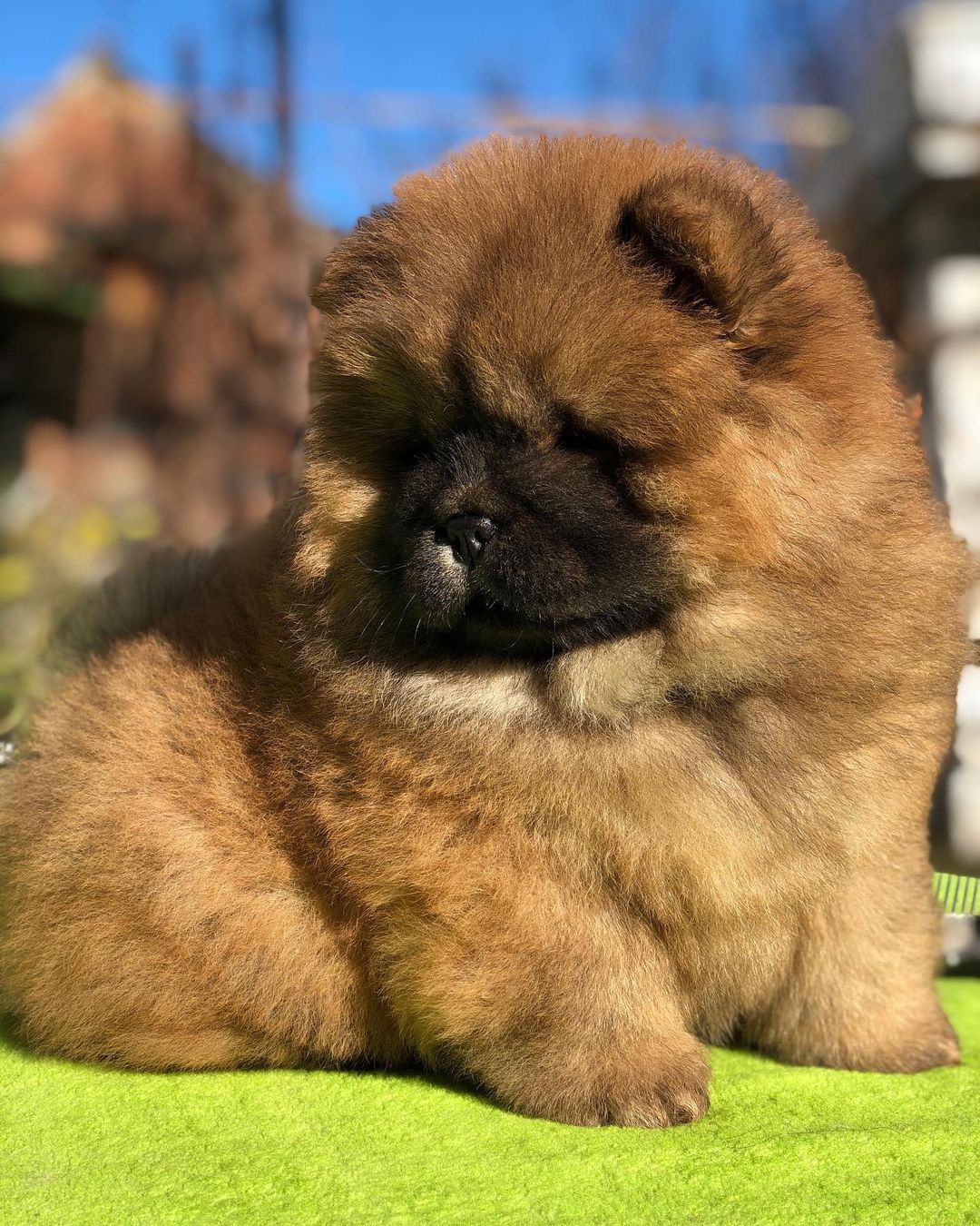 Rosie – Chow Chow femmina