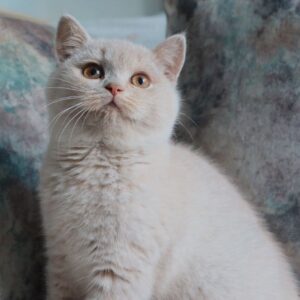 Rossie – British Shorthair femmina
