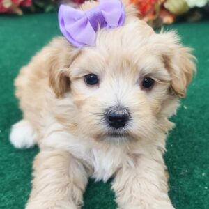Stella – Maltipoo femmina