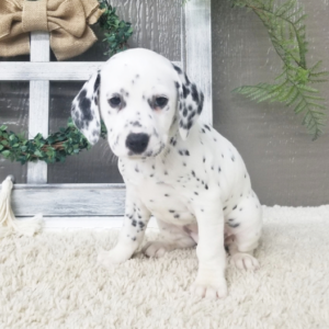 Sadie – Dalmata femmina