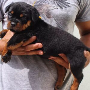 sam – rottweiler maschio
