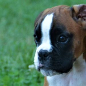 Sam – Boxer maschio