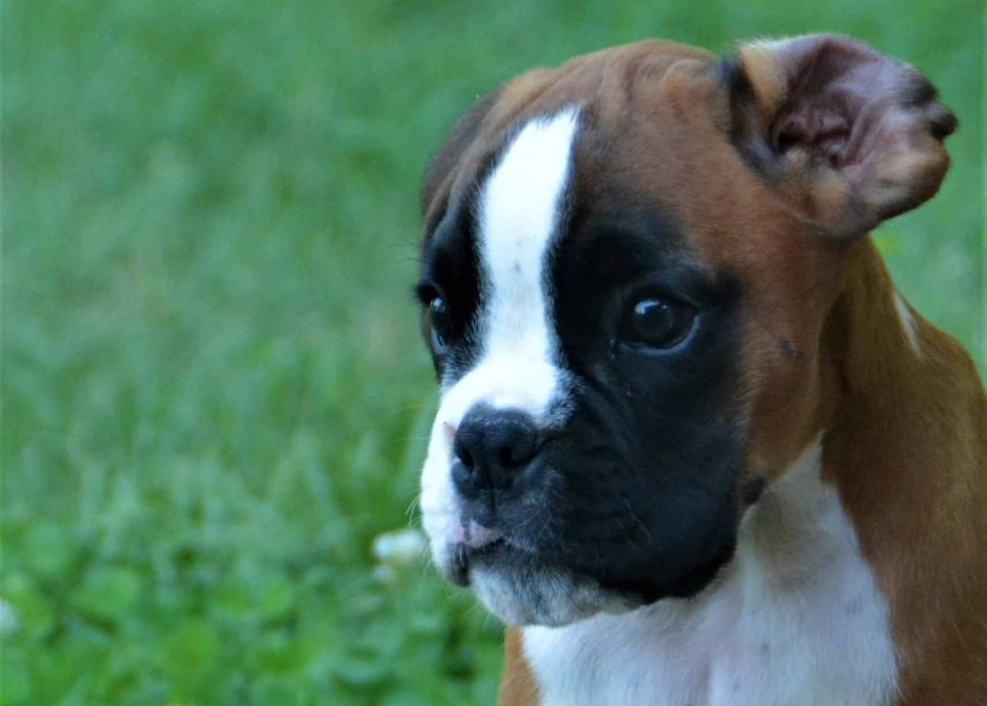 Sam – Boxer maschio