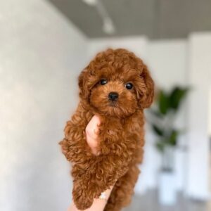 Sasha – Barboncino Miniatura femmina