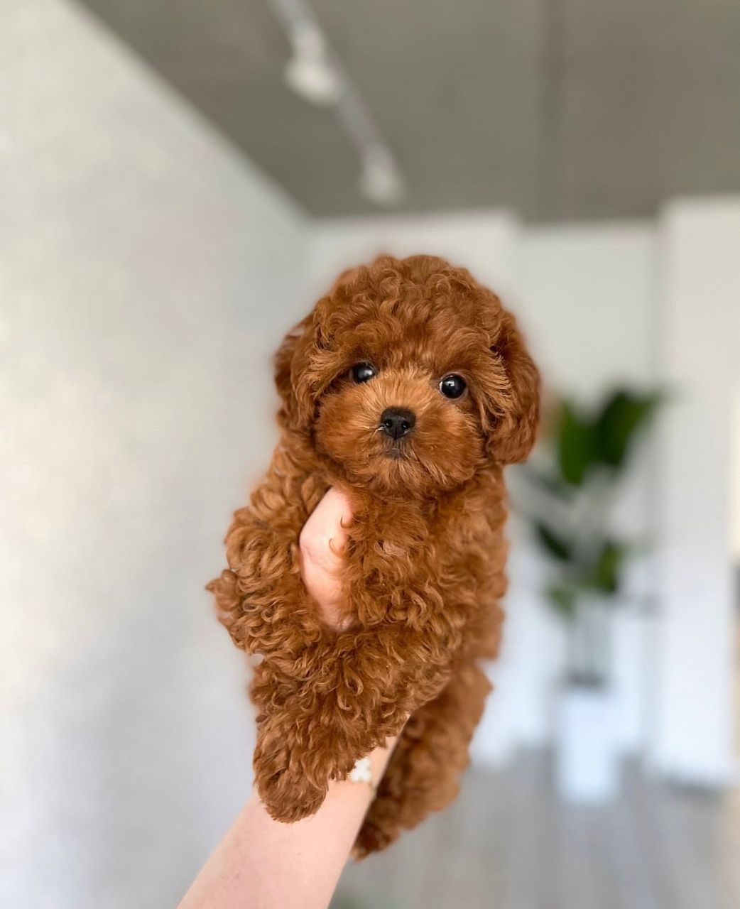 Sasha – Barboncino Miniatura femmina