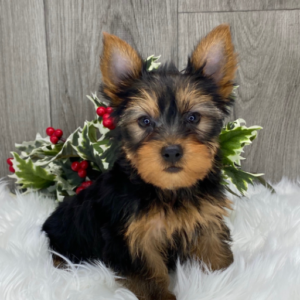 chester – yorkshire terrier maschio