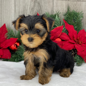 Ricky – Yorkshire Terrier maschio
