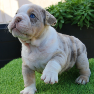 zeus – bulldog inglese maschio