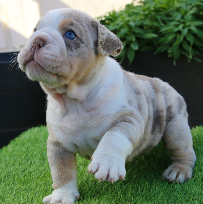 zeus – bulldog inglese maschio zeus – bulldog inglese maschio