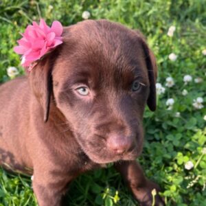 Sedona – Labrador Retriever femmina