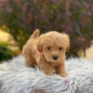 sophie – barboncino miniatura femmina