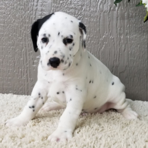 Spot – Dalmata maschio