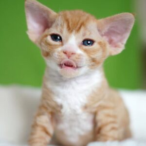 Stacy – Devon Rex femmina