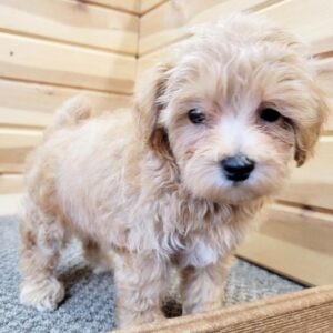 Trevor – Maltipoo maschio