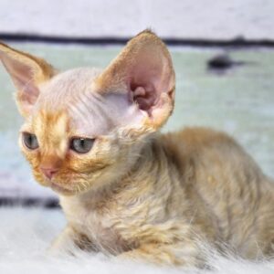 Tarantino – Devon Rex femmina