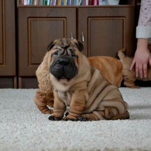 Teddy – Shar Pei maschio