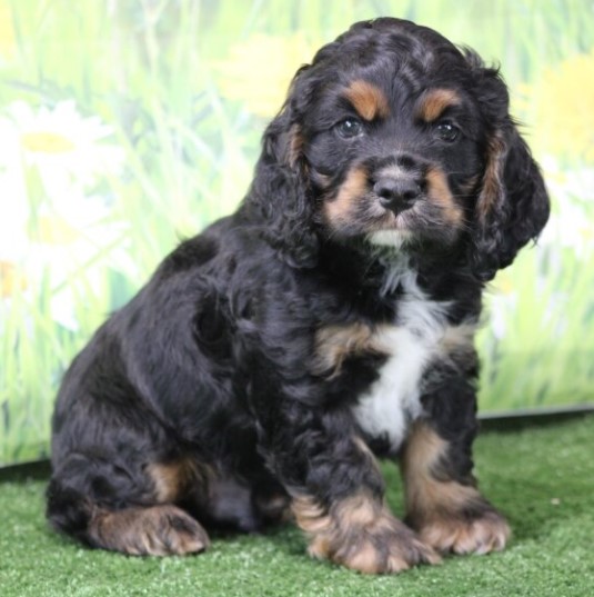 Val – Cocker Spaniel maschio