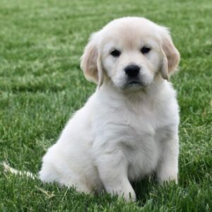 Victoria – Golden Retriever femmina