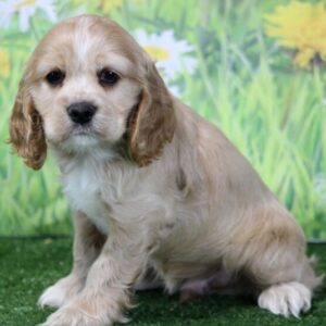 adam – cocker spaniel maschio