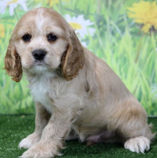 adam – cocker spaniel maschio adam – cocker spaniel maschio