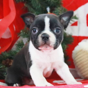 Weston – Boston Terrier (maschio)