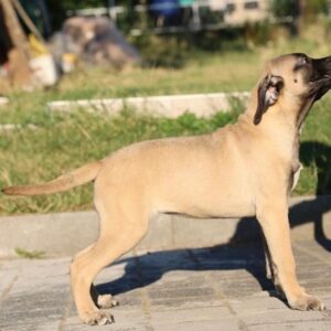 tango – bullmastiff maschio