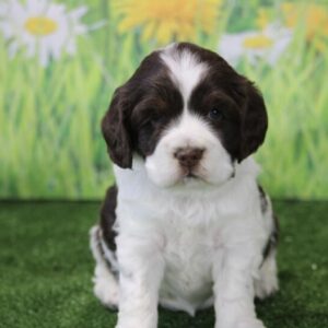 whitley – cocker spaniel femmina