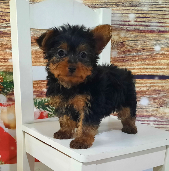 willow – yorkshire terrier femmina willow – yorkshire terrier femmina