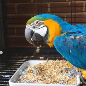 Lola – Ara blu e giallo femmina, 3 mesi