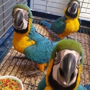 Zorro – Ara blu e giallo maschio, 3 mesi