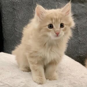 Percy – Gattino della Foresta Norvegese maschio