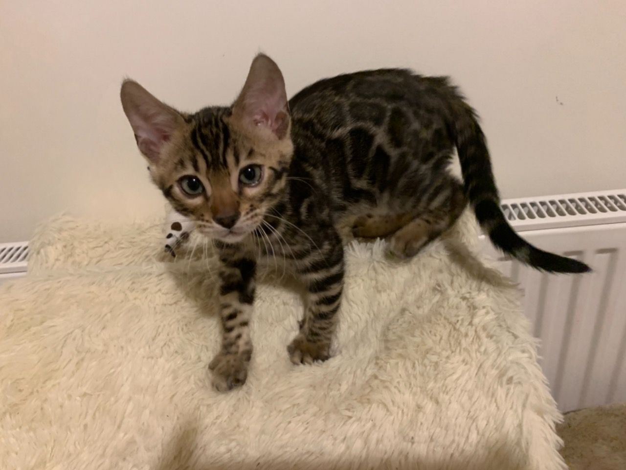 Carlos – Bengal maschio